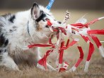 coursing