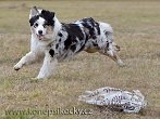 coursing
