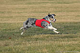 Kira coursing